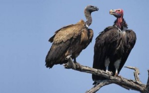 vultures