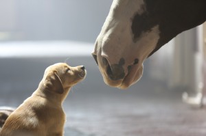 Budweiser-Puppy-Love-Image